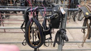 Set of cob size harness