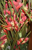Large Quantity Of Premium Artificial 'Bird of Paradis'e Exotic Flowers In Hot Pink - 70 pcs