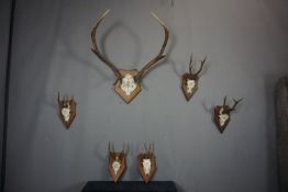 Series (6) Antlers H42