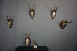 Series (6) Antlers H39