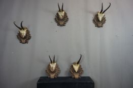Lot of antlers H27