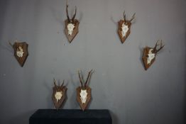 Series (6) Antlers H41