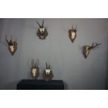 Series (6) Antlers H36