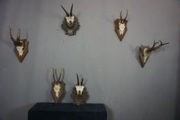 Series (6) Antlers H36