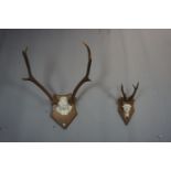 Couple of antlers H70x53