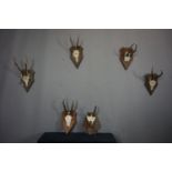 Series (6) Antlers H38