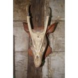 Deer head in wood H34x20