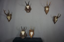 Series (6) Antlers