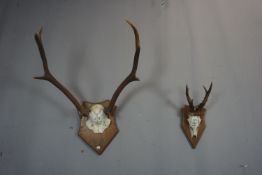 Couple of antlers H70x53