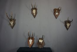 Series (6) Antlers