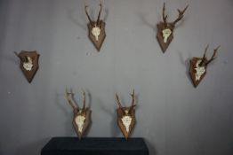 Series (6) Antlers
