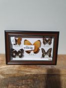 BUTTERFLYS FRAMEDCondition ReportAppraisal Available on Request - All Items are Unchecked/Untested