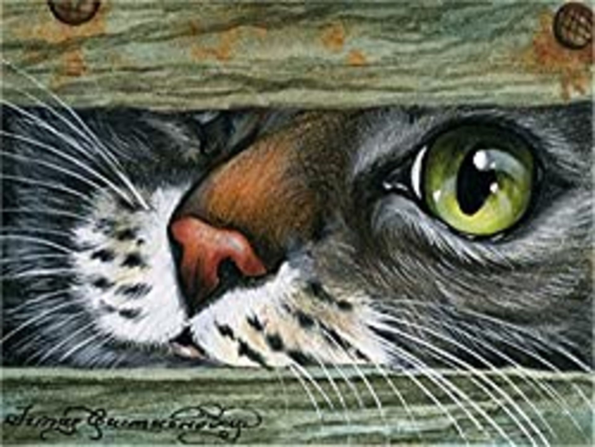 RRP £11.99 DIY Oil Paint by Number Kit for Adults Beginner 16x20 inch - Cat with Big Eye