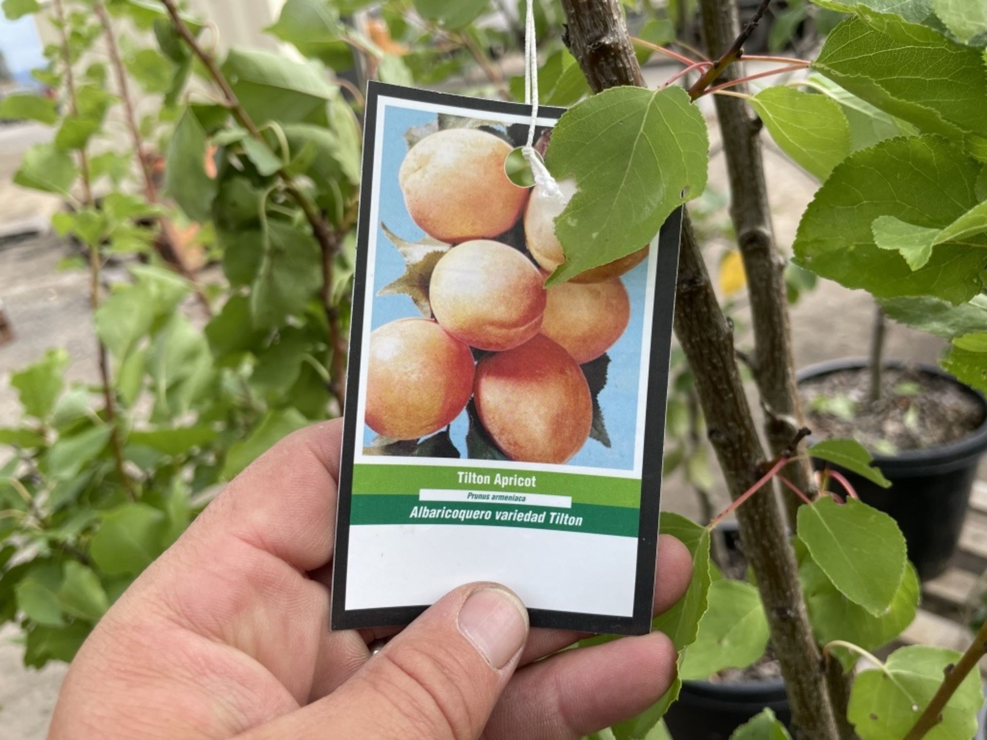 Fruit Trees, Qty. 4 - Image 8 of 8