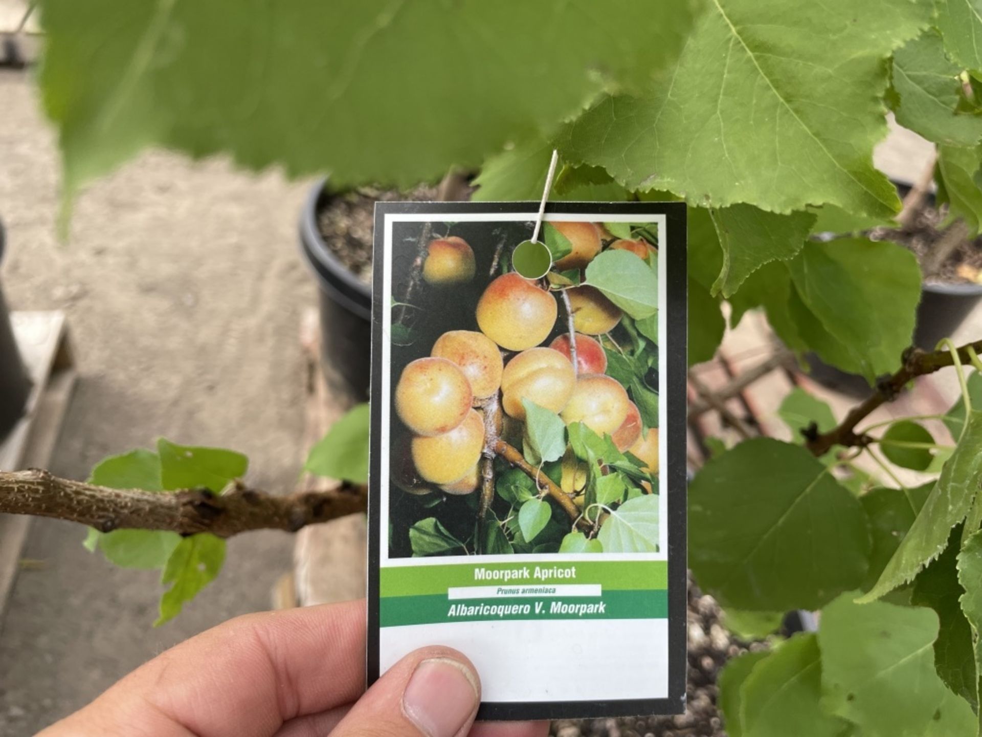 Fruit Trees, Qty. 4 - Image 5 of 8