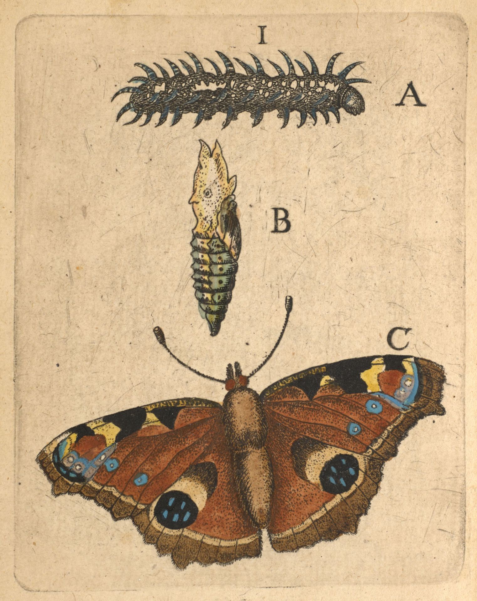 Zoologie - Entomologie - - Jean - Bild 3 aus 3