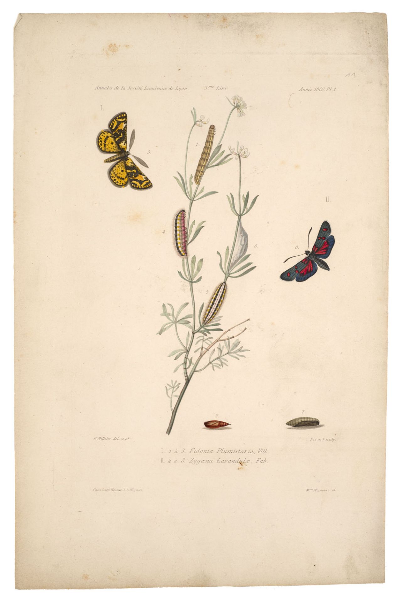 Zooogie - Lepidopterologie - - Pierre