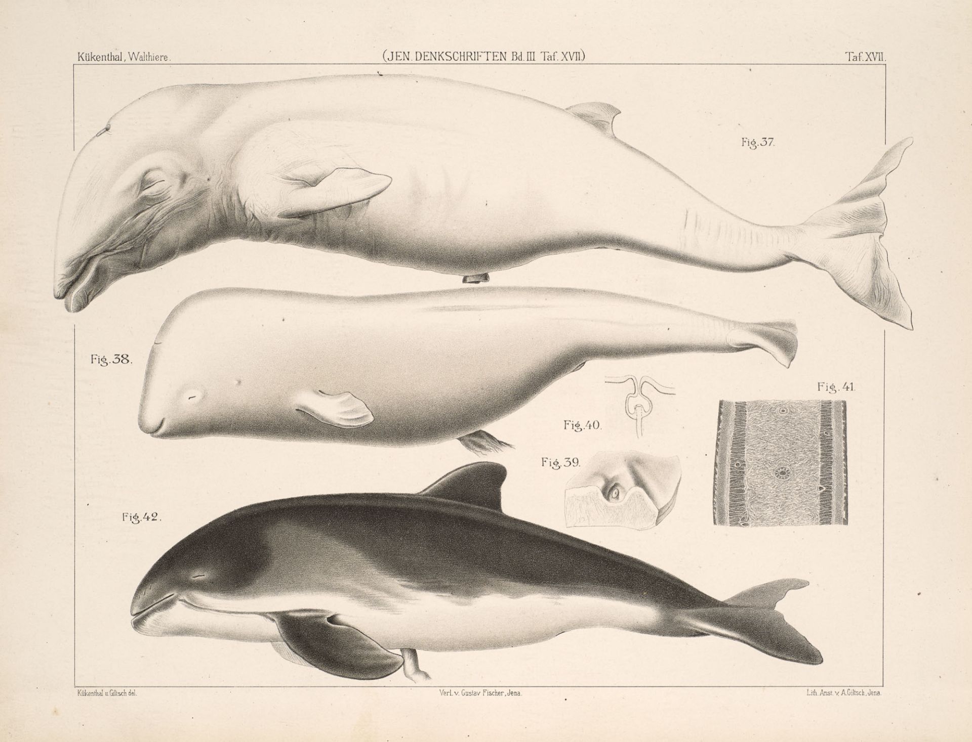 Zoologie - Wale - - Willy Kükenthal.
