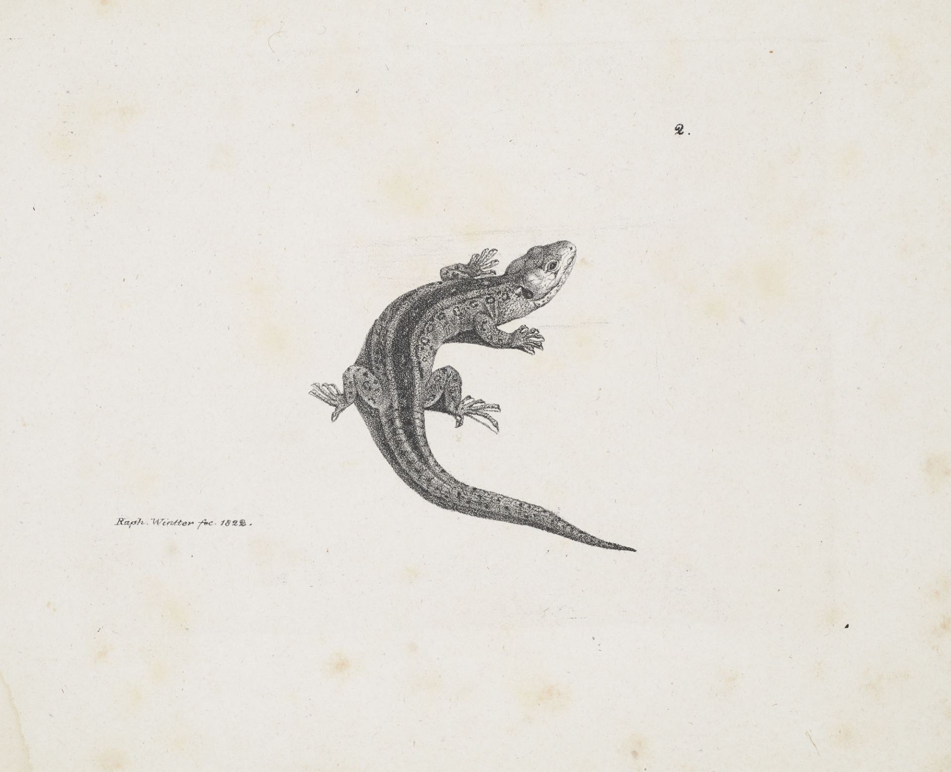 Zoologie - - Raphael Wintter (oder - Bild 2 aus 3