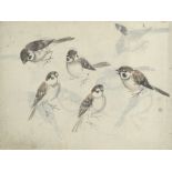 Ornithologie - Japan - Maeda - -