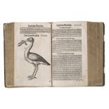 Zoologie - Ornithologie - Sammelband -