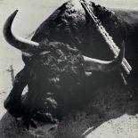 Fotografie - - Lucien Clergue. Toros