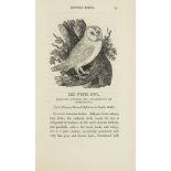 Zoologie - Ornithologie - - Thomas