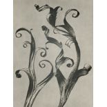 Fotografie - - Karl Blossfeldt.