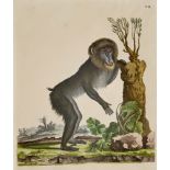 Zoologica Specifica - - Johann