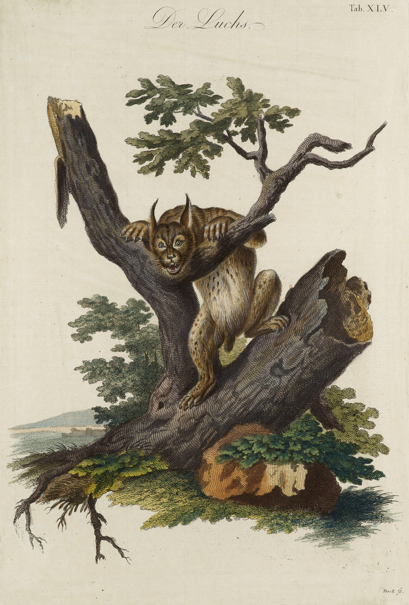 Zoologie - - (Johann Daniel Meyer). - Image 5 of 5