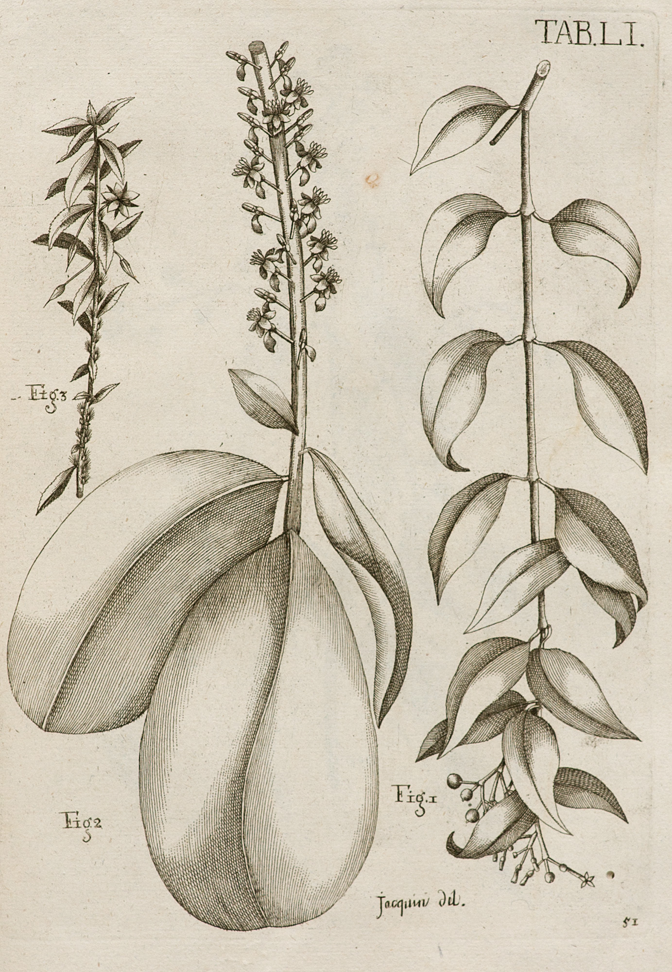 Botanik - - N. J. v. Jacquin. - Image 4 of 4