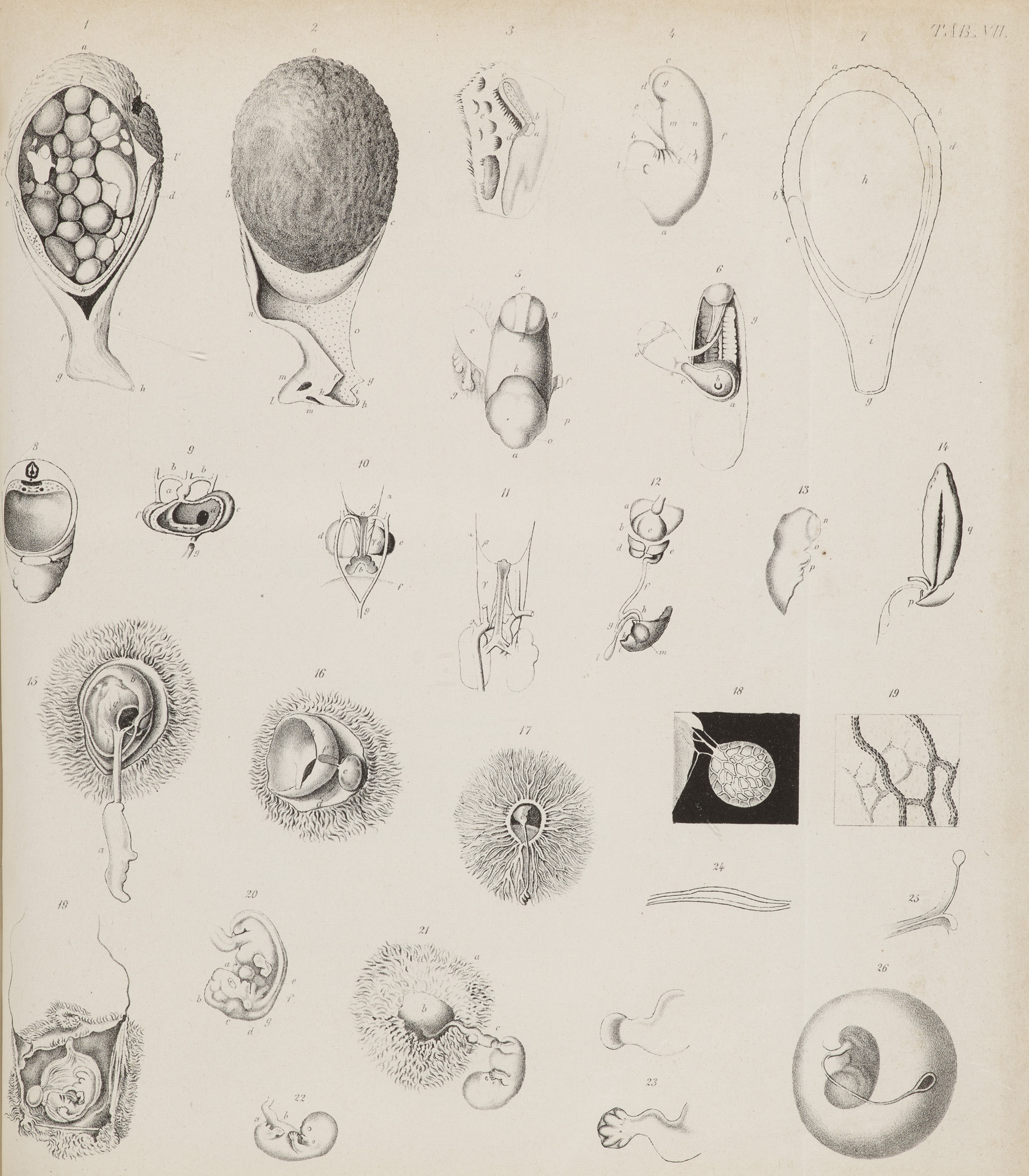 Zoologie - - Karl Ernst von Baer. Über - Image 2 of 2