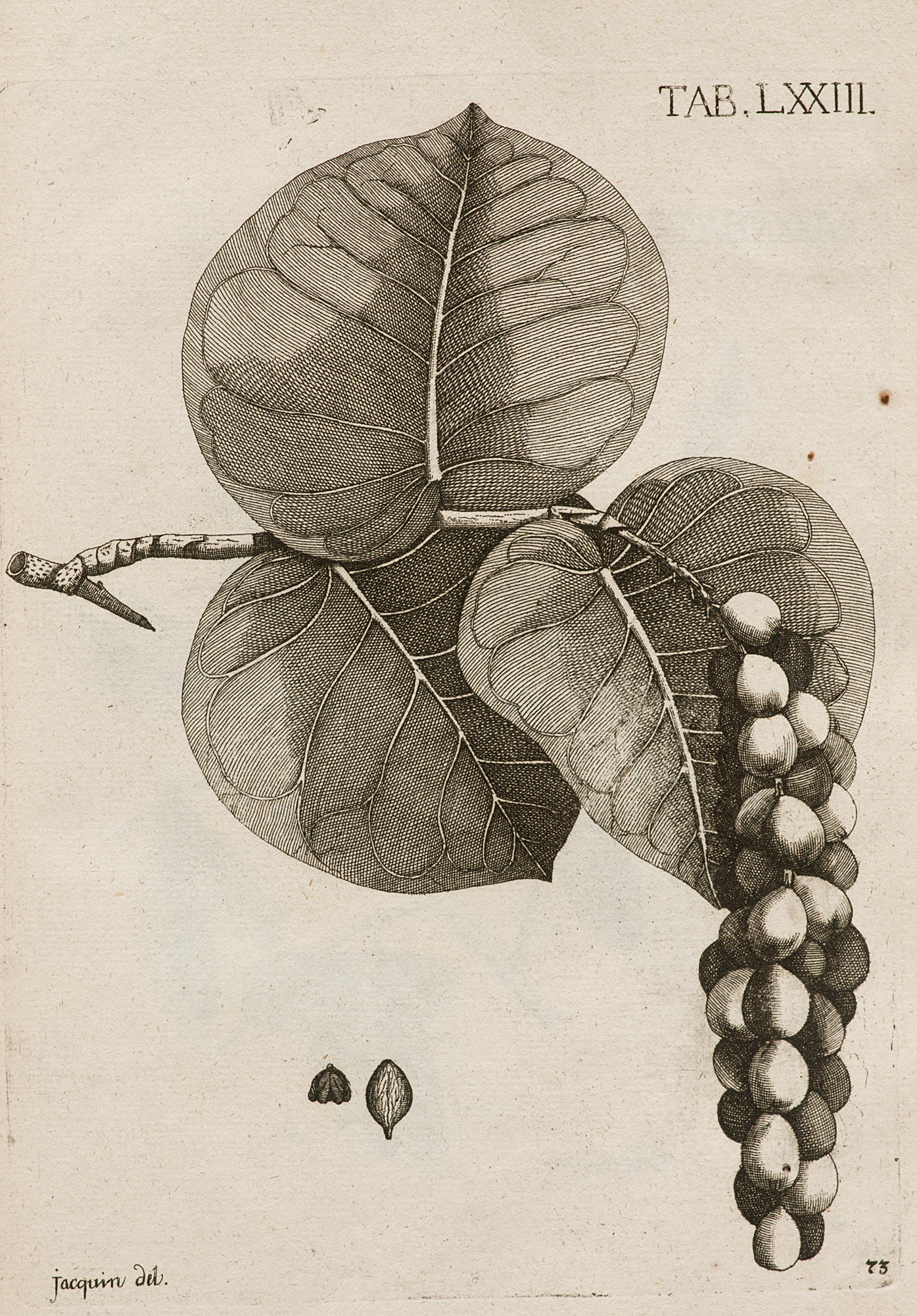 Botanik - - N. J. v. Jacquin. - Image 3 of 4