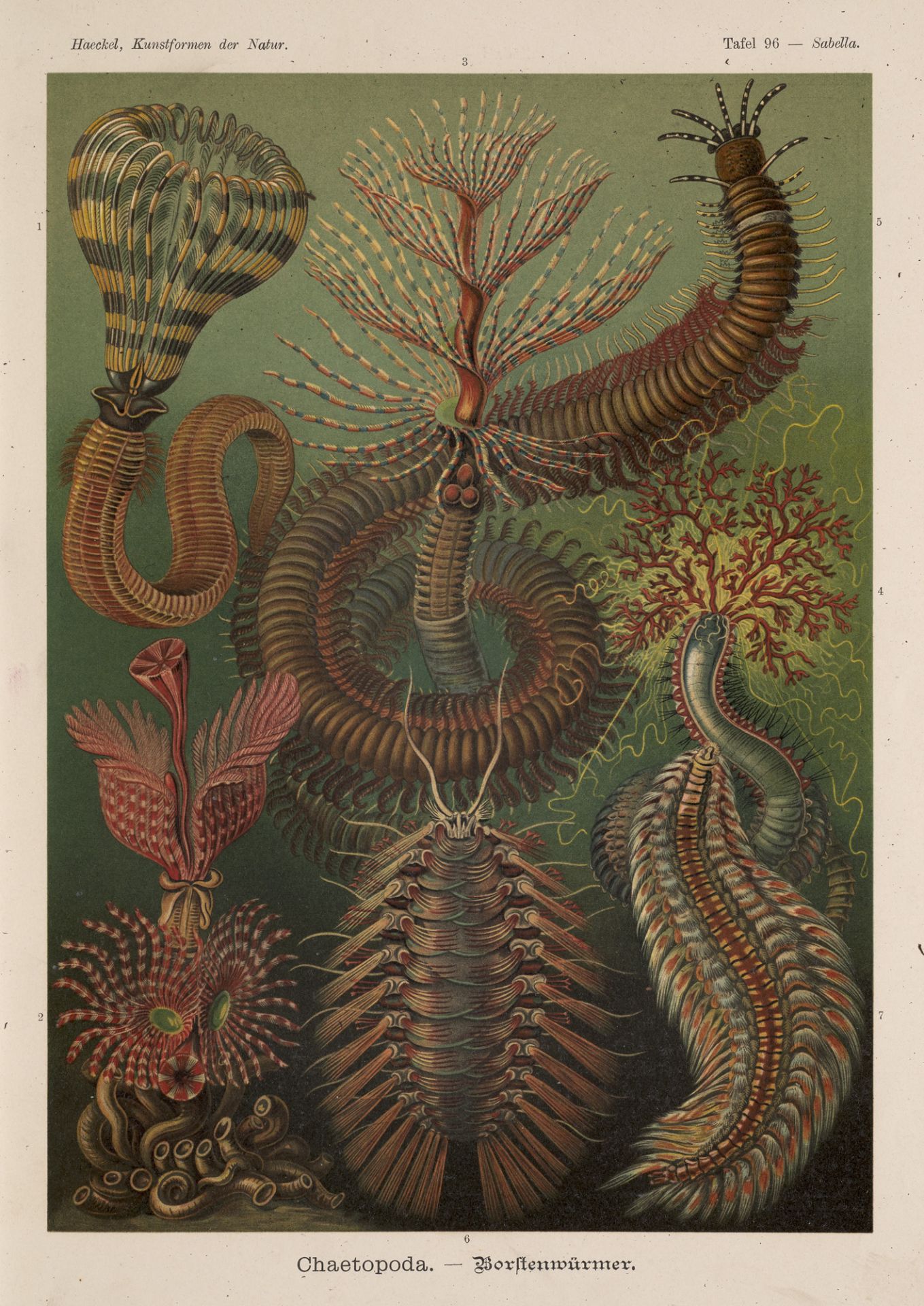 Jugendstil - - Ernst Haeckel. - Bild 3 aus 4