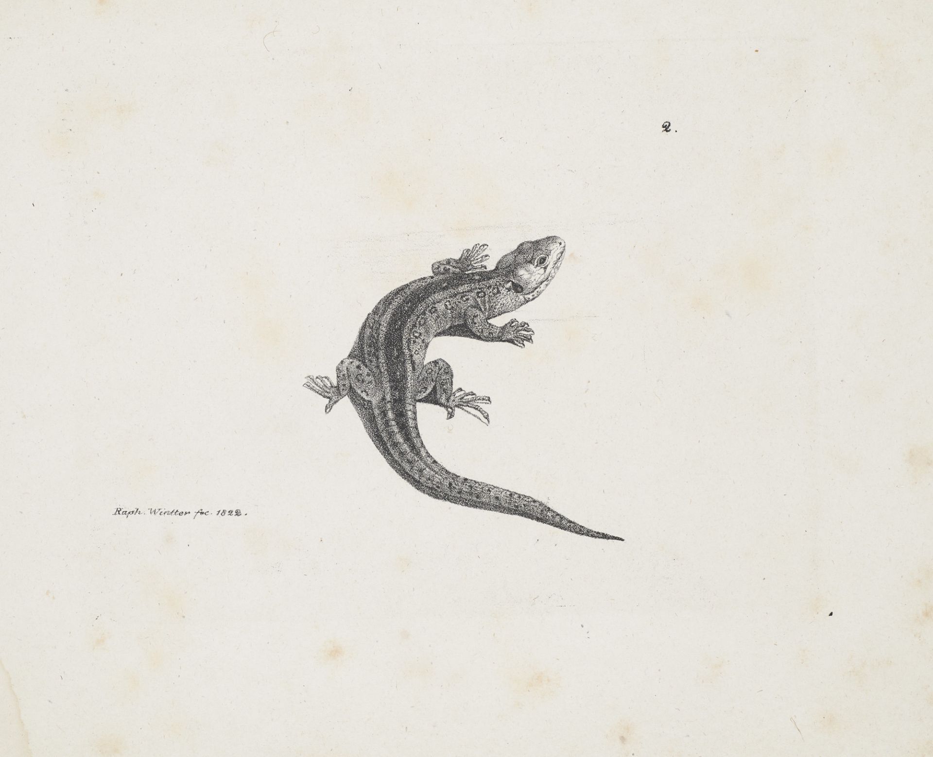 Zoologie - - Raphael Wintter (oder - Image 2 of 3