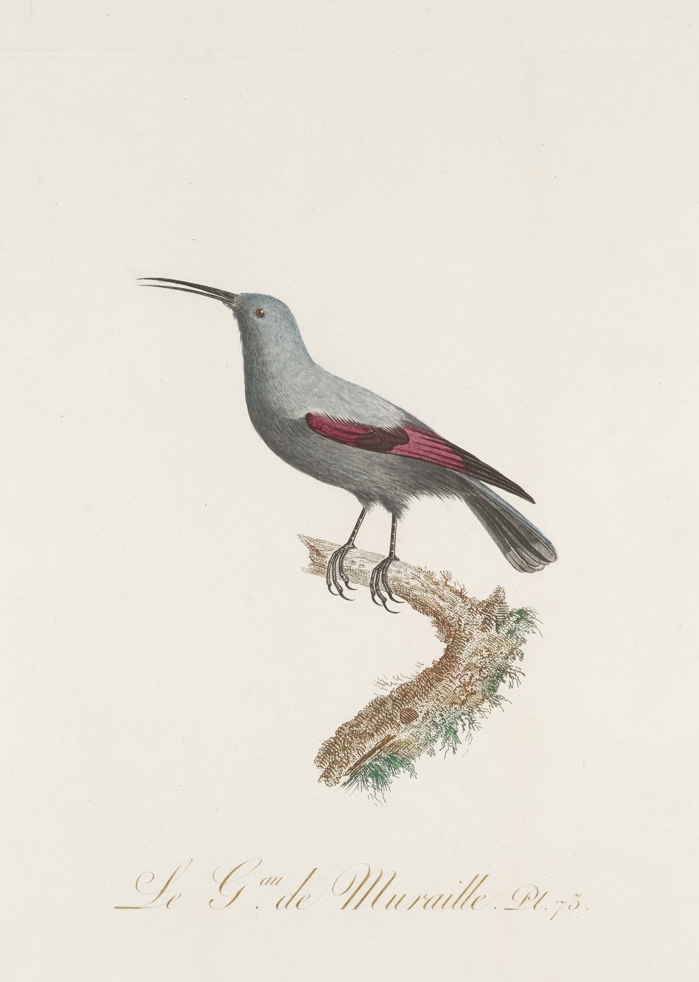 Ornithologie - - J.B. Audebert u. L.P. - Image 2 of 2