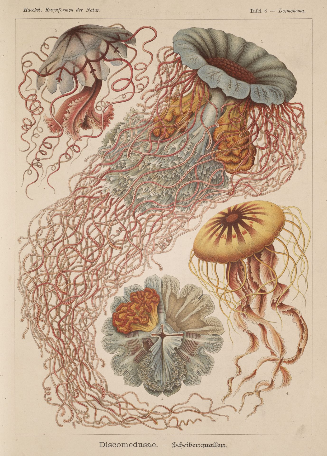 Jugendstil - - Ernst Haeckel. - Bild 2 aus 4