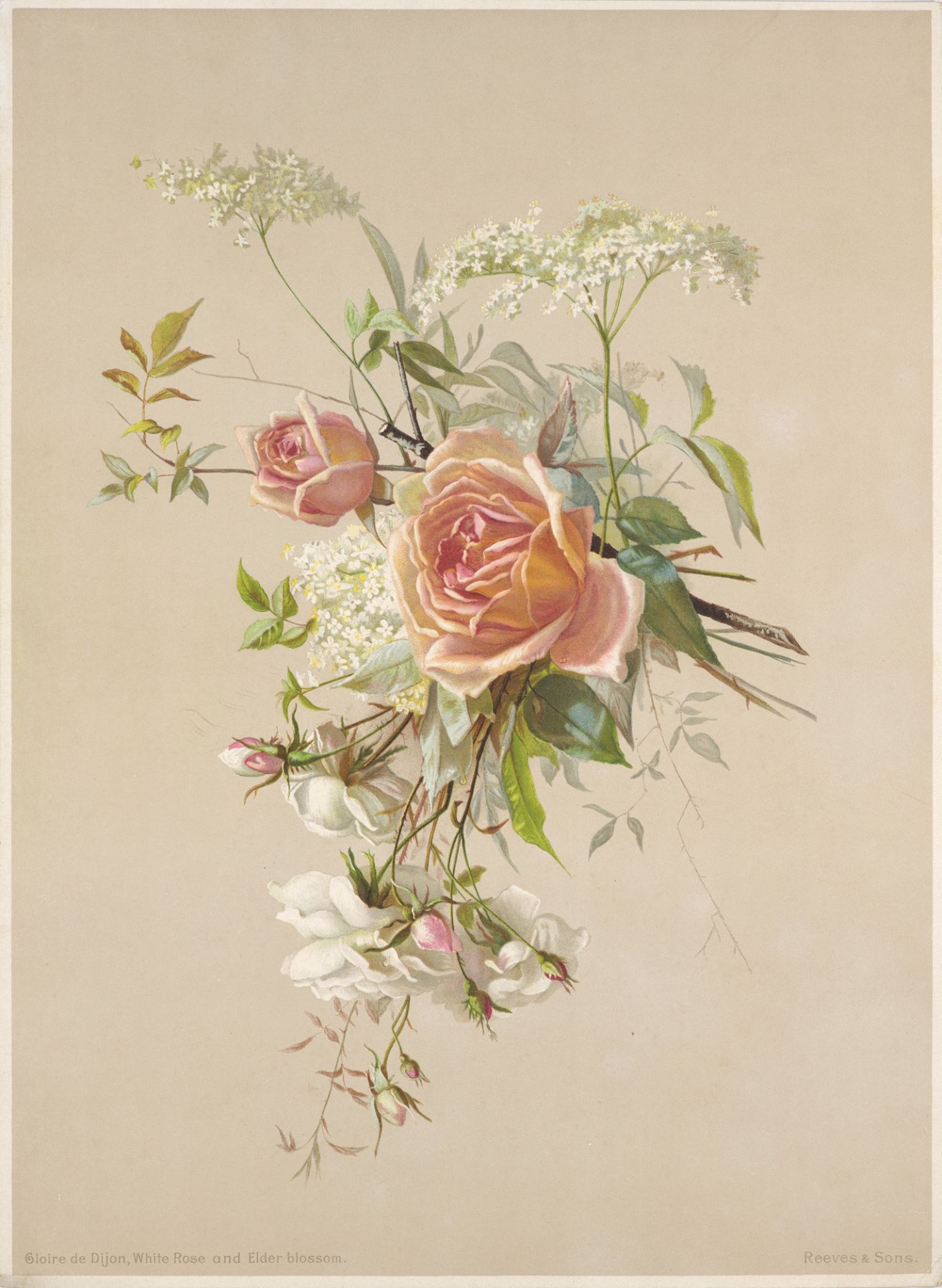 Botanik - - Reeves & Sons. Floral