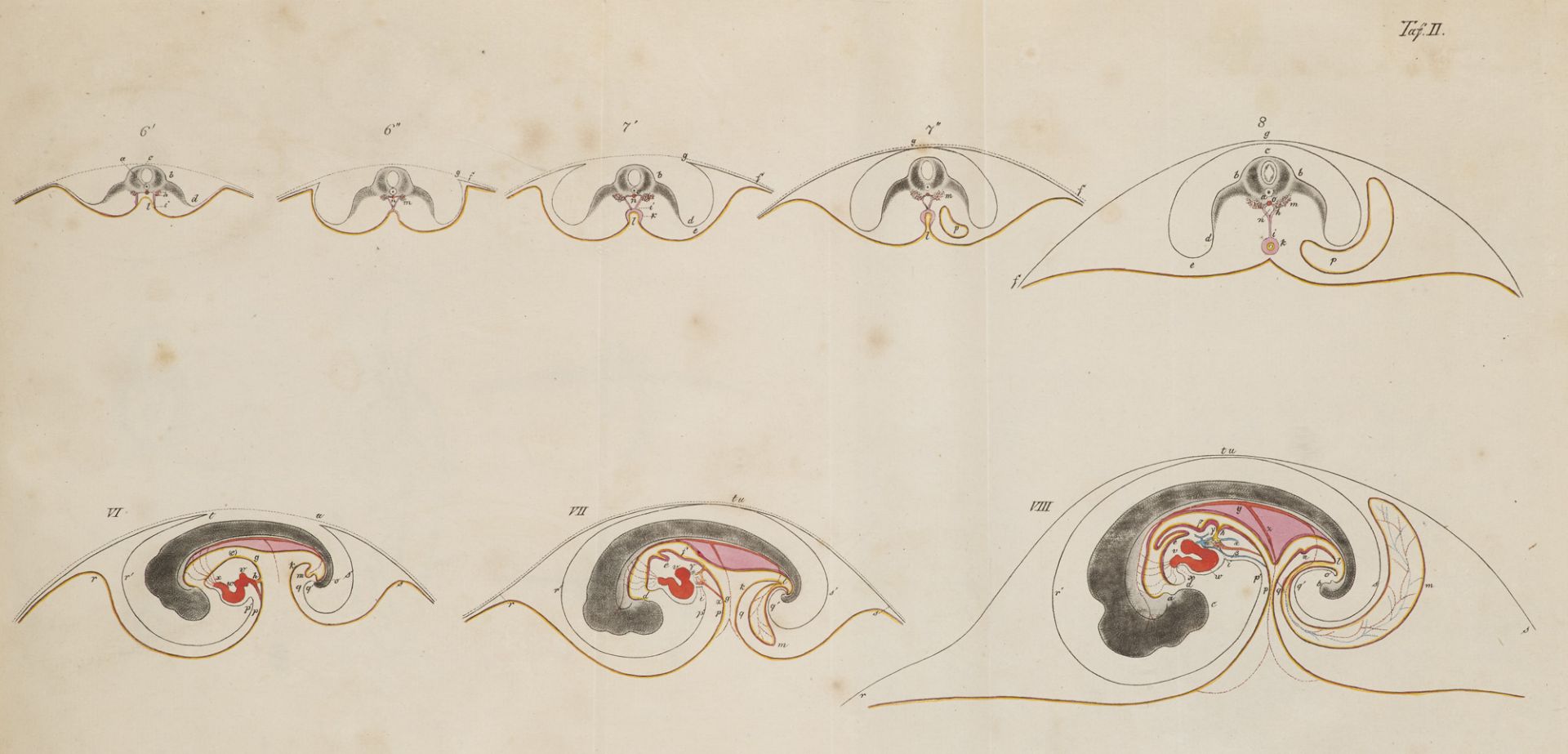 Zoologie - - Karl Ernst von Baer. Über