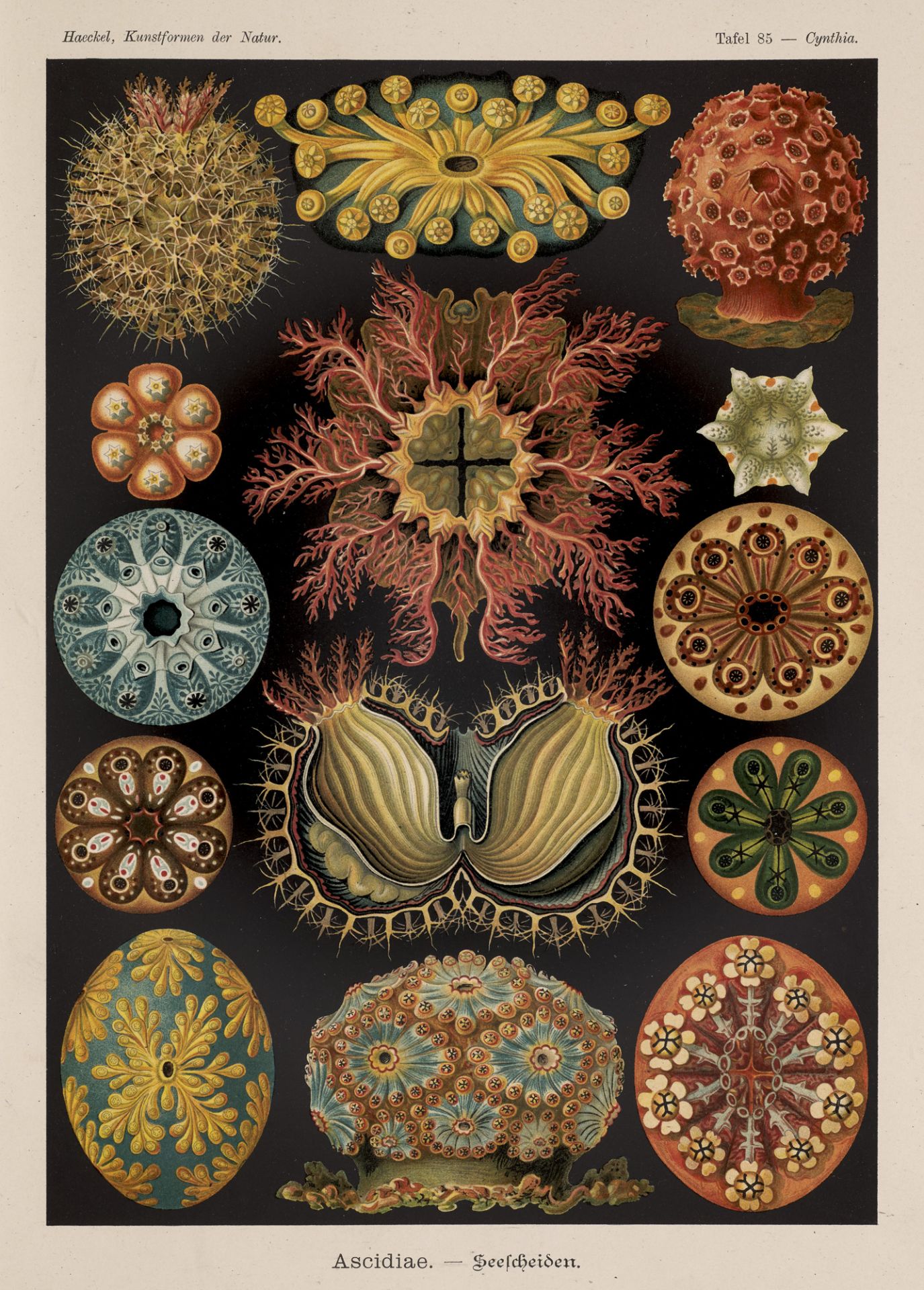 Jugendstil - - Ernst Haeckel.