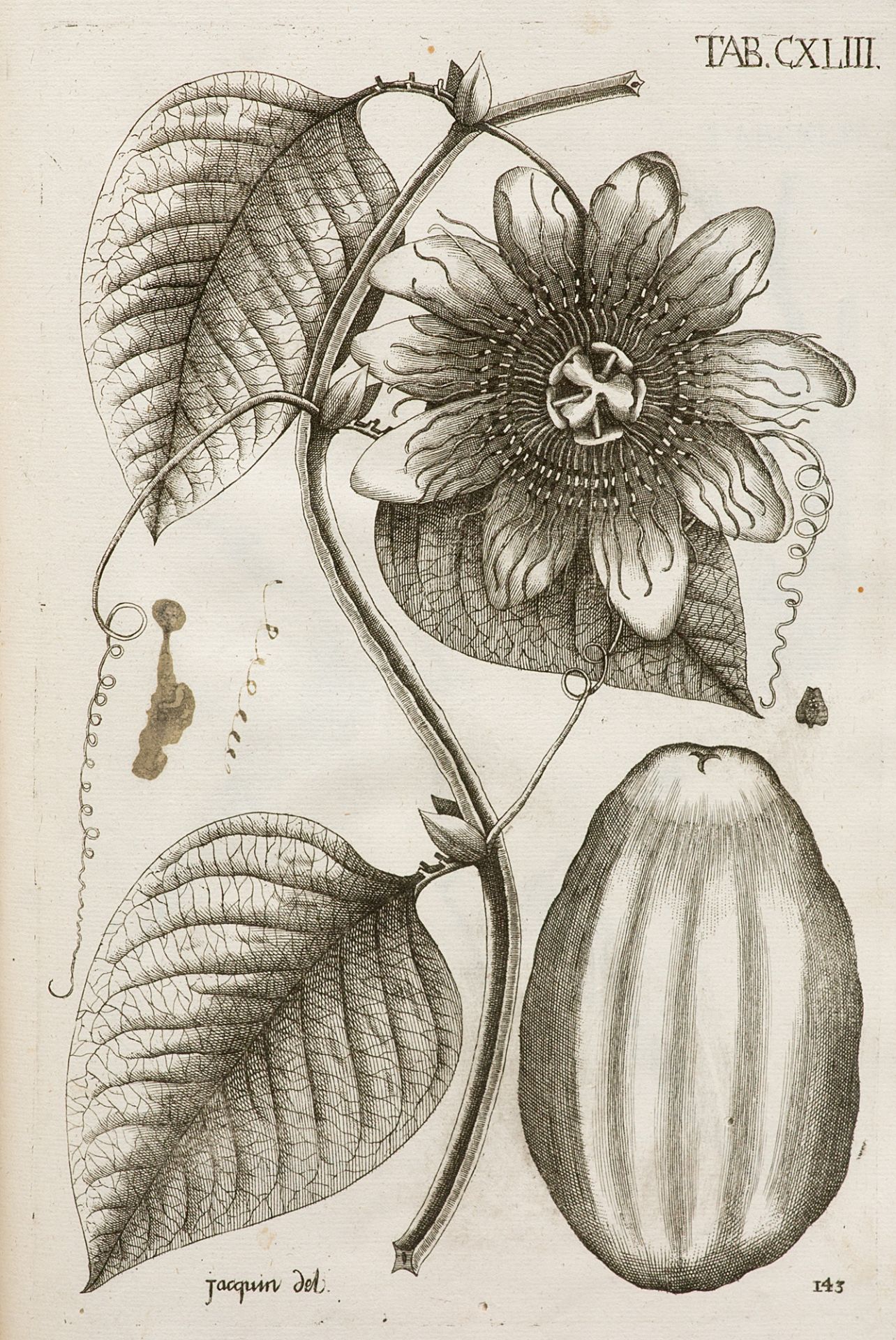 Botanik - - N. J. v. Jacquin. - Image 2 of 4