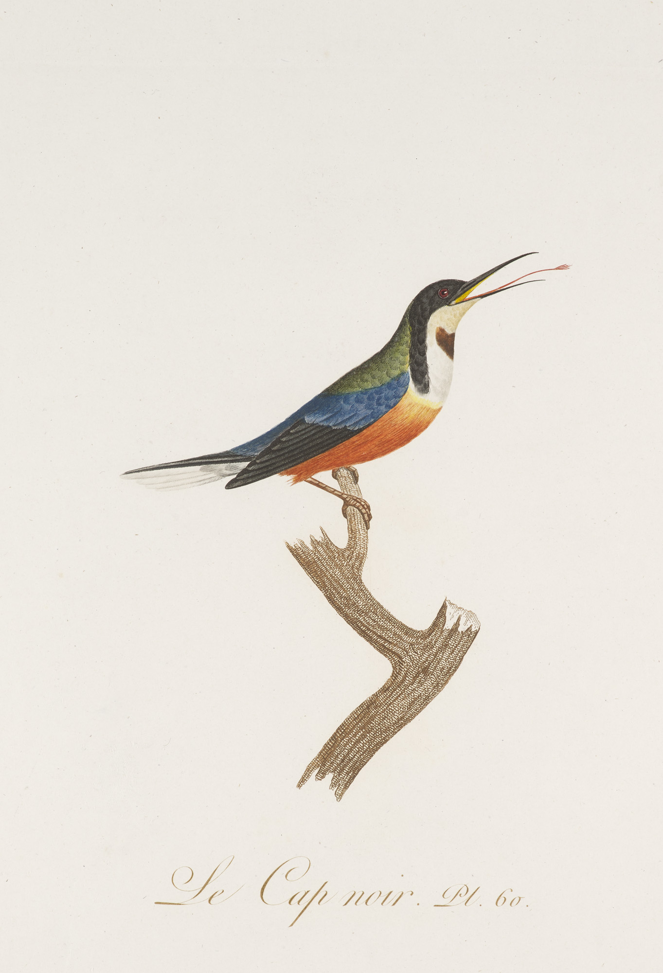 Ornithologie - - J.B. Audebert u. L.P.