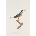 Ornithologie - - J.B. Audebert u. L.P.