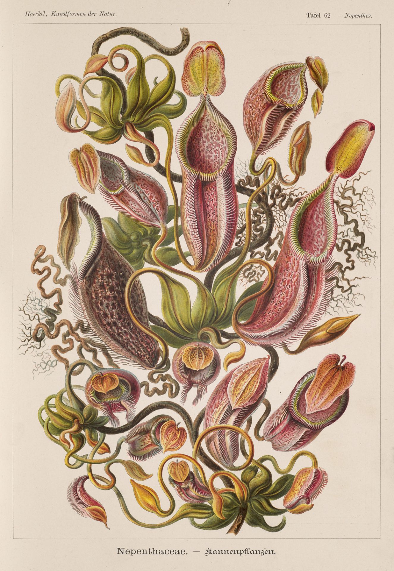 Jugendstil - - Ernst Haeckel. - Bild 4 aus 4