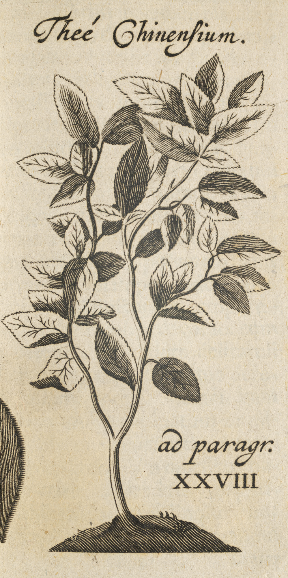 Botanik - - Johann Conrad Axt. - Image 3 of 3