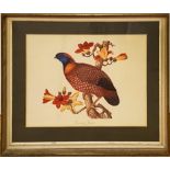 20th century school - Temmincks Tragopan, colour print, 44 x 59 cm, framed