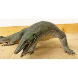 Taxidermy interest - Study of a monitor lizard, 97 cm long