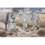 Willem Sternberg de Beer (b. 1941, South African) - Two Cheetahs, signed, oil on canvas, 59 x 89.