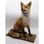 Taxidermy interest - handsome seated fox, 57cm high