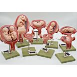 Somso Modelle scientific models of an embryo 'Series Showing Pregnancy' MS11, MS12, MS12/1-8,